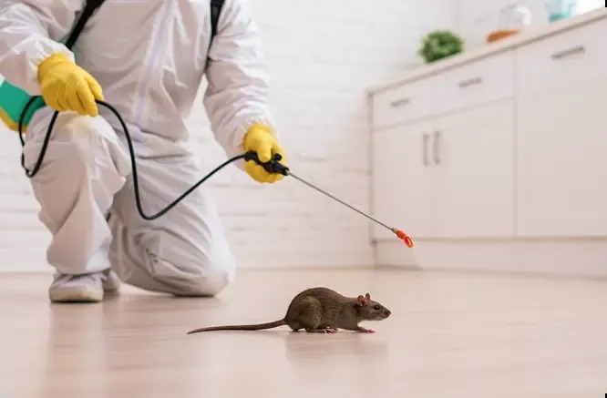 Pack rat removal and scorpion control service in Wellton AZ